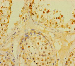 DUSP21 Antibody