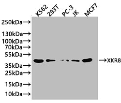 XKR8 Antibody