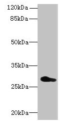 REEP4 Antibody