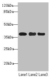 UBE2Z Antibody