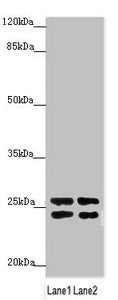 GRPEL1 Antibody