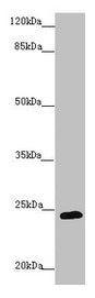 GRPEL1 Antibody