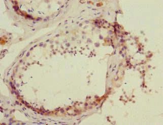 PROK2 Antibody