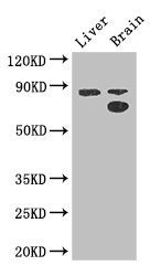 SMURF1 Antibody