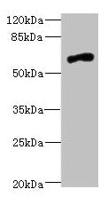NRXN3 Antibody