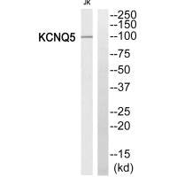 KCNQ5 Antibody