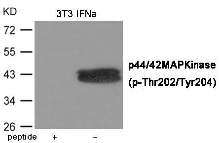 Phospho-MAPK3/MAPK1 (Thr202/Tyr204) Antibody