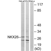 NKX2-6 Antibody