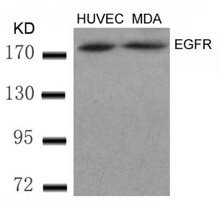 EGFR (Ab-869) Antibody
