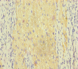 RAB18 Antibody