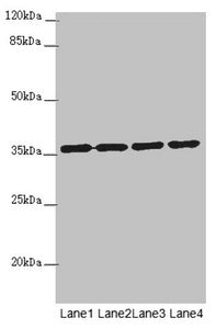 OSGEP Antibody