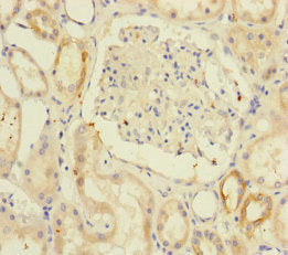 RIC8A Antibody