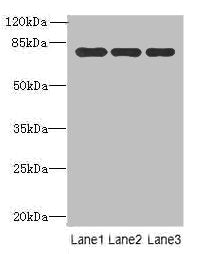 XPNPEP1 Antibody