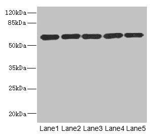 ARHGEF3 Antibody