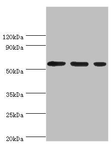 AAAS Antibody