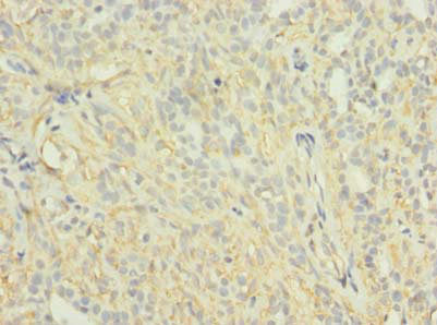 KCNH7 Antibody