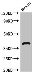 HOMER3 Antibody