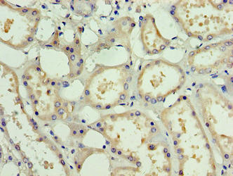 PDRG1 Antibody