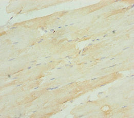RBFOX1 Antibody