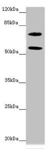 MOCS1 Antibody