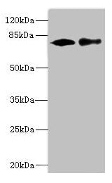 CALCOCO1 Antibody