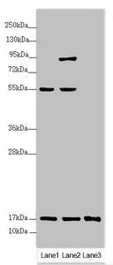 UXT Antibody