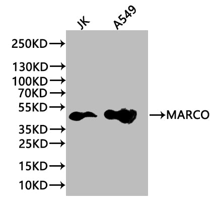 MARCO Antibody