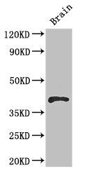 RBM4 Antibody