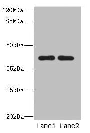 CIPC Antibody
