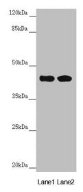 CEP44 Antibody