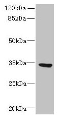 SLC25A18 Antibody