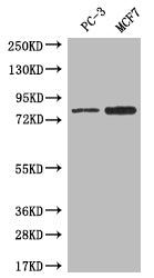 LRRN3 Antibody