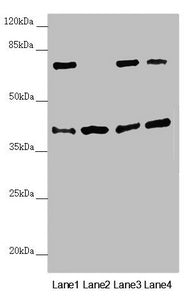 DSN1 Antibody