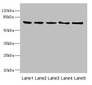 PLK3 Antibody