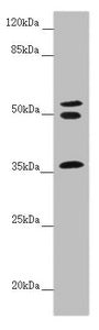 RNF41 Antibody