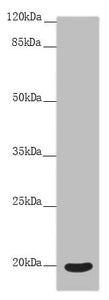 OPA3 Antibody