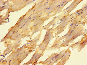 ELAC1 Antibody