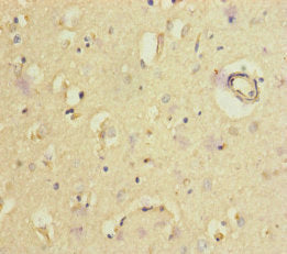 GORASP2 Antibody