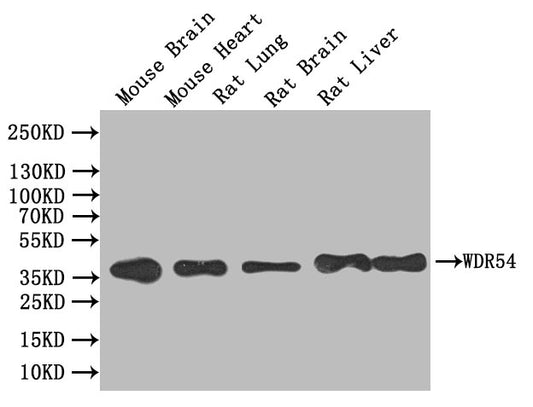 WDR54 Antibody