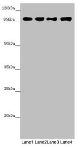COG4 Antibody