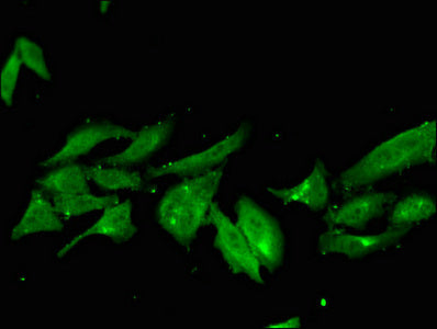 NHEJ1 Antibody