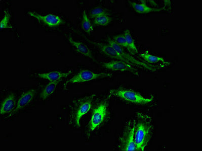 GPR173 Antibody