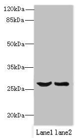 OCIAD1 Antibody