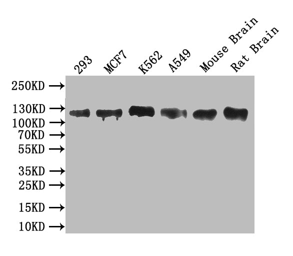 MCM9 Antibody