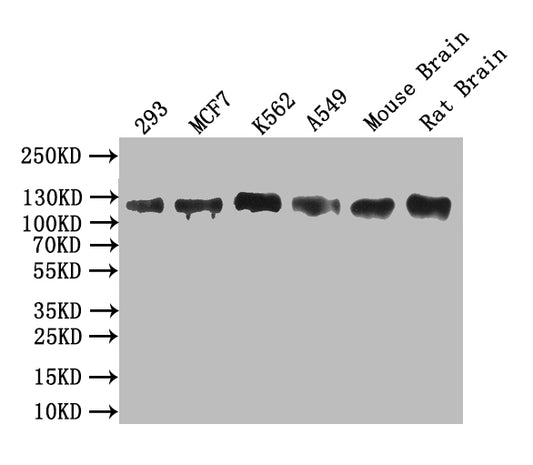 MCM9 Antibody
