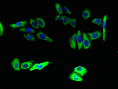 ELOVL5 Antibody