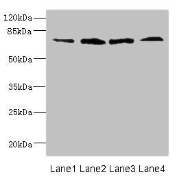 FLRT3 Antibody