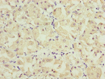 KANSL3 Antibody