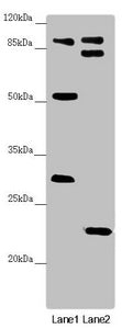 KANSL3 Antibody