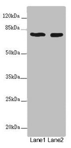 UVRAG Antibody